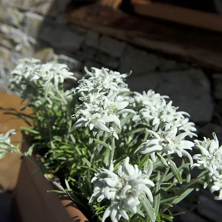 Matterhorn Boutique & 4* Zermatt